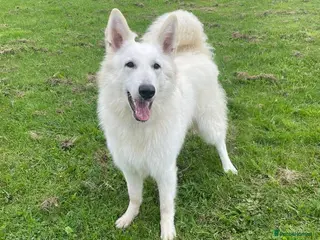 German Shepherd dogs Proven health tested White shepherd for stud only in Leamington Spa - Advert 1