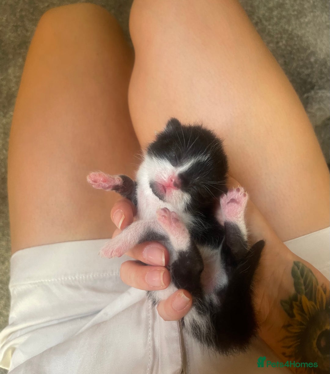 British Longhair cats for sale: Black & white kittens  - Image 13