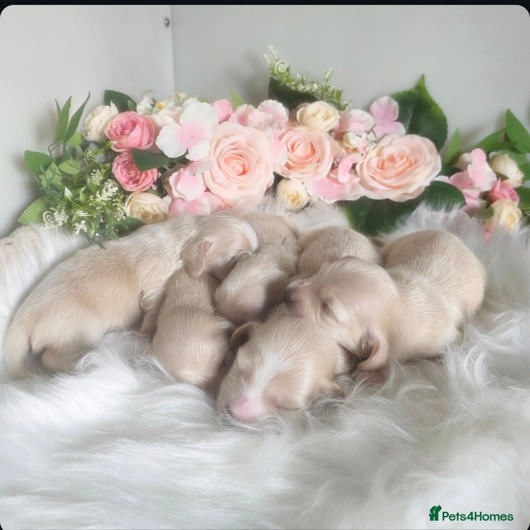 Miniature Dachshund dogs for sale: READY NOW STUNNING KC CREAM MINI DACHSHUNDS  - Image 8