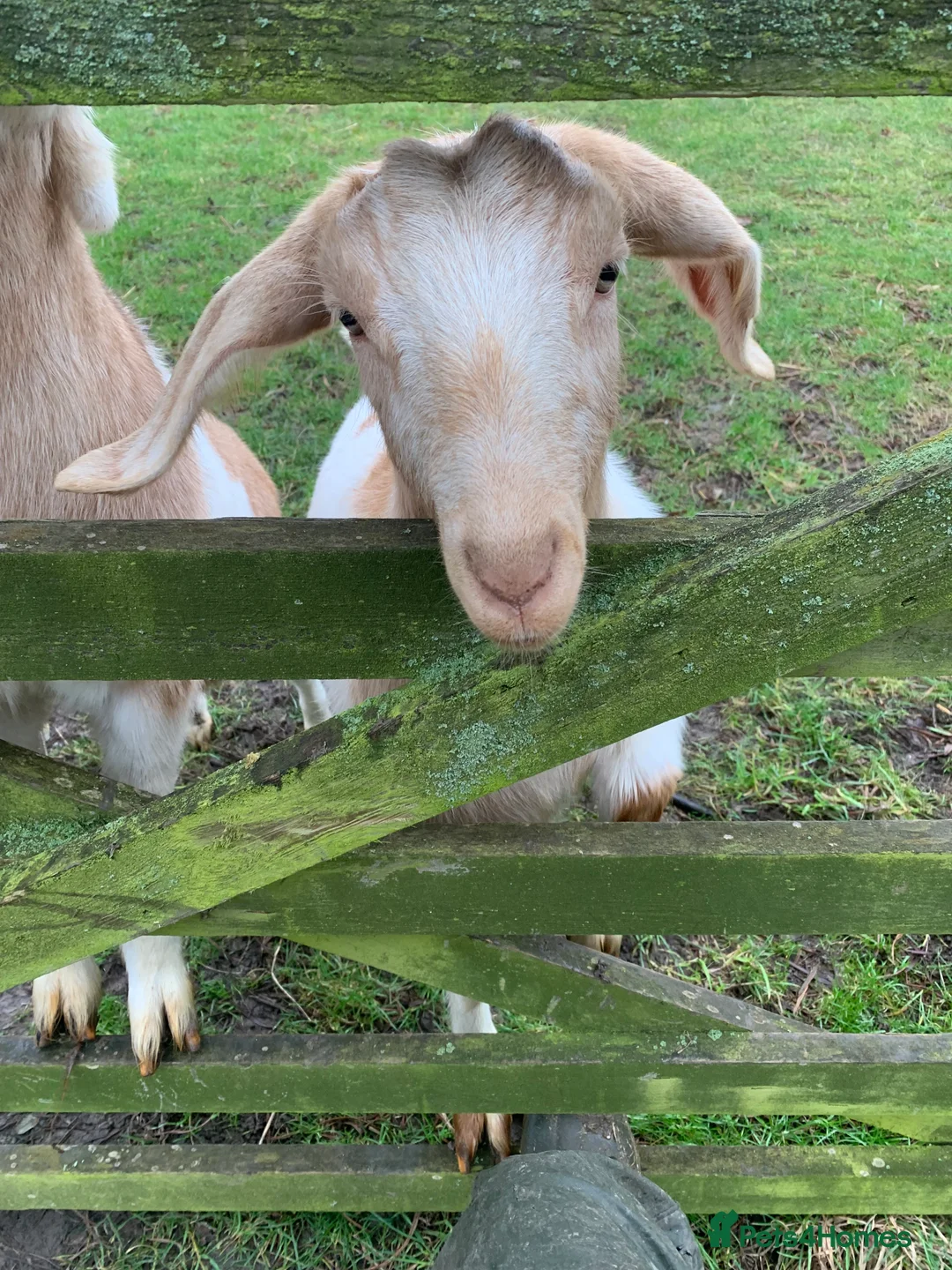 Goats livestock for sale: 2 Nannies -Anglo Nubian x Boar - Advert 4