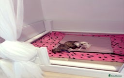 Chihuahua dogs for sale:  Beautiful pedigree chihuahua puppies KC champions - Image 9