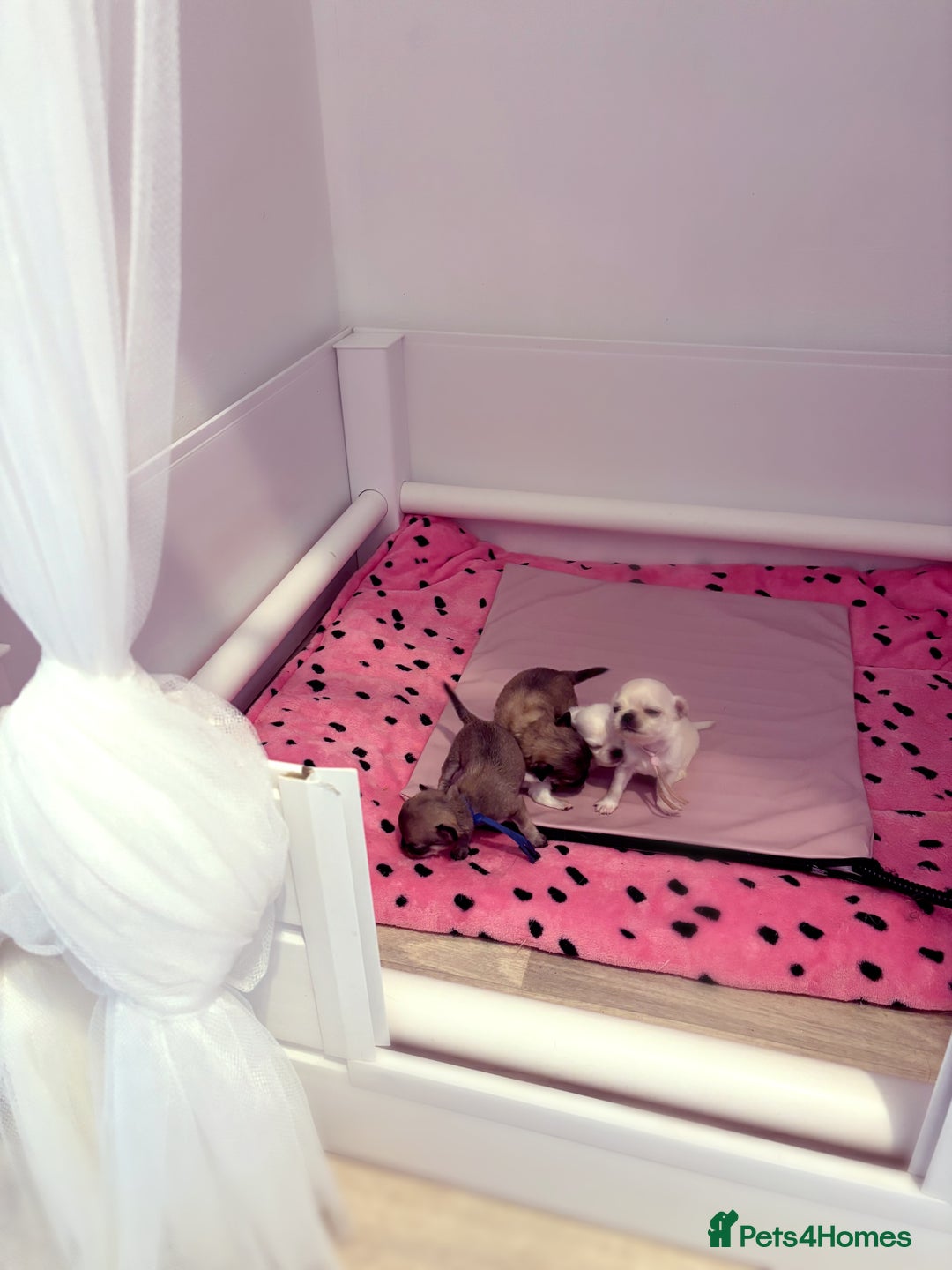 Chihuahua dogs for sale:  Beautiful pedigree chihuahua puppies KC champions - Image 9