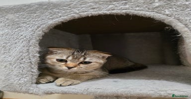Scottish Fold cats in Romford - Advert 4