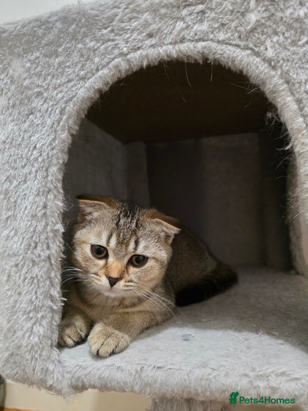 Scottish Fold cats for sale: British short hair x Scottish fold kittens in Romford - Image 3