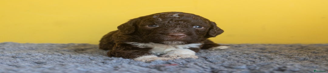 Lagotto Romagnolo Pup 1
