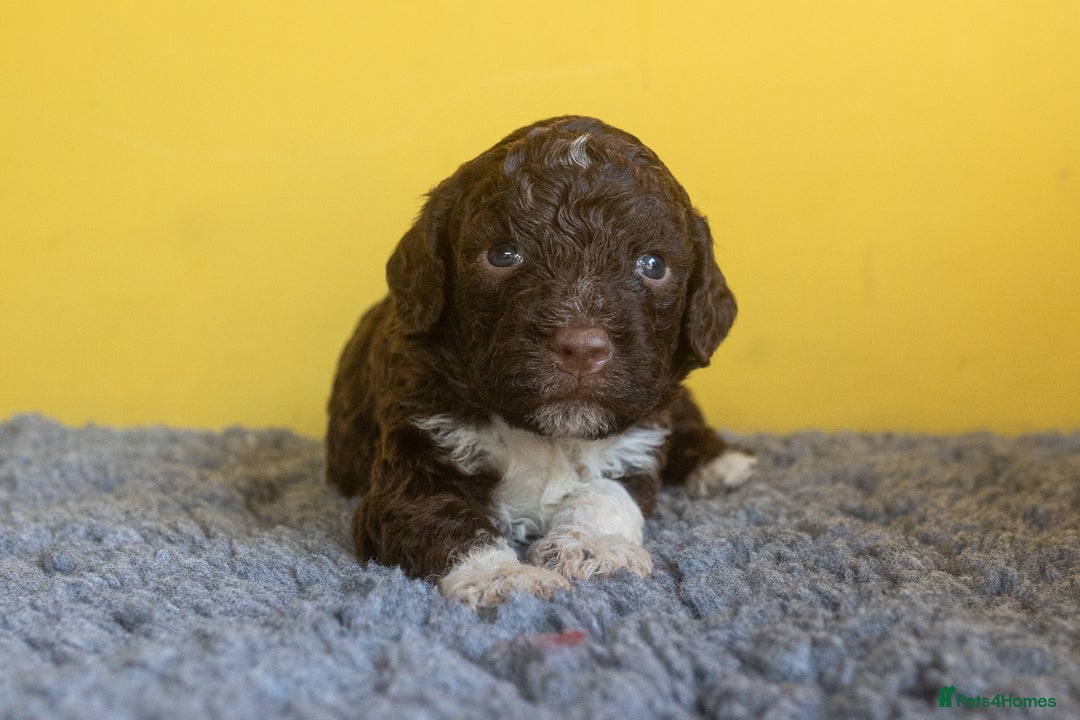 Lagotto Romagnolo dogs for sale: Lagotto Romagnolo Puppies - Pedigree KC Litter - Image 3