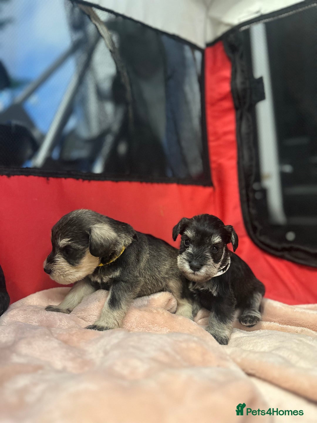 Miniature Schnauzer dogs for sale: OUTSTANDING CHAMPION LINES PUPPIES  - Advert 26