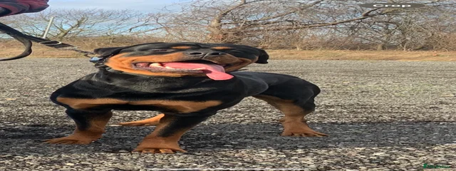 Negan 