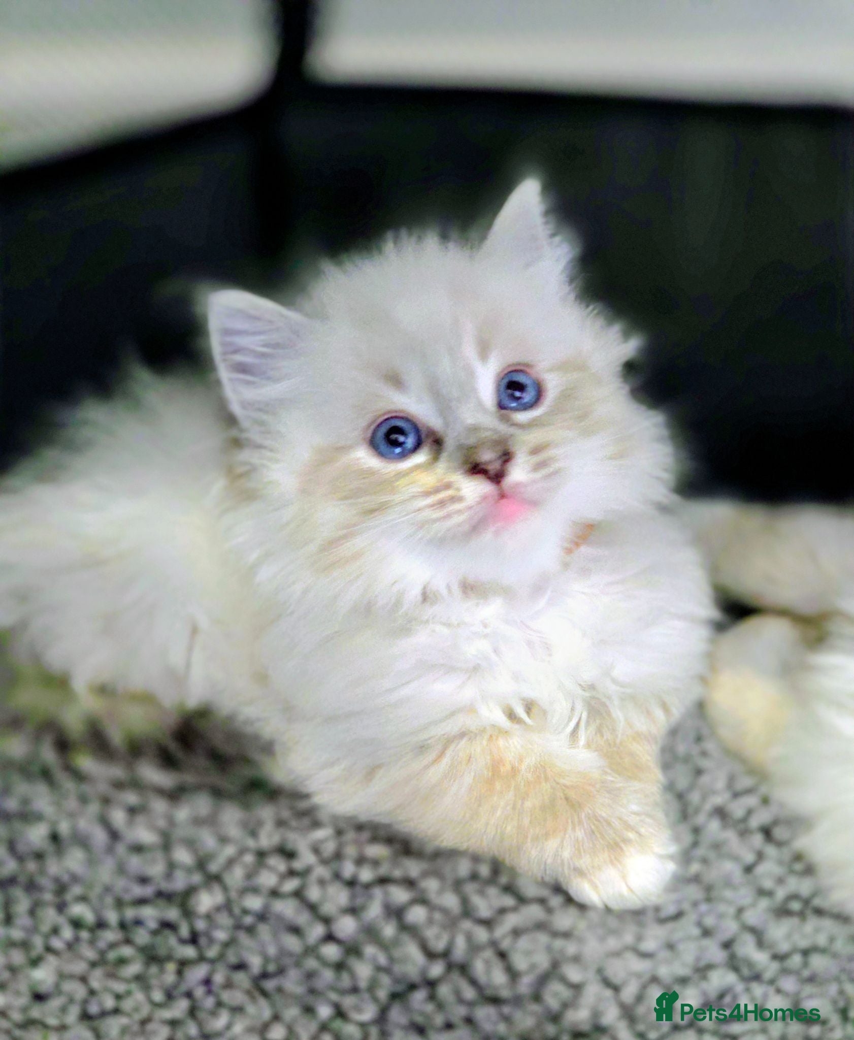 Ragdoll cats Ragdoll Kittens  - Advert 2