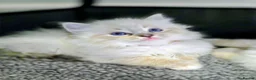 Ragdoll cats for sale: Ragdoll Kittens  in Newport - Advert 1