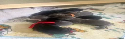 Mixed Breed dogs for sale: 10 beautiful labrador x bully cross pups  in Wigan - Advert 8
