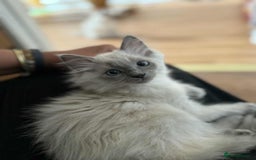 Ragdoll cats for sale: Last Ragdoll Kitten–Affectionate & Ready Now! ✨🐾 - Image 21