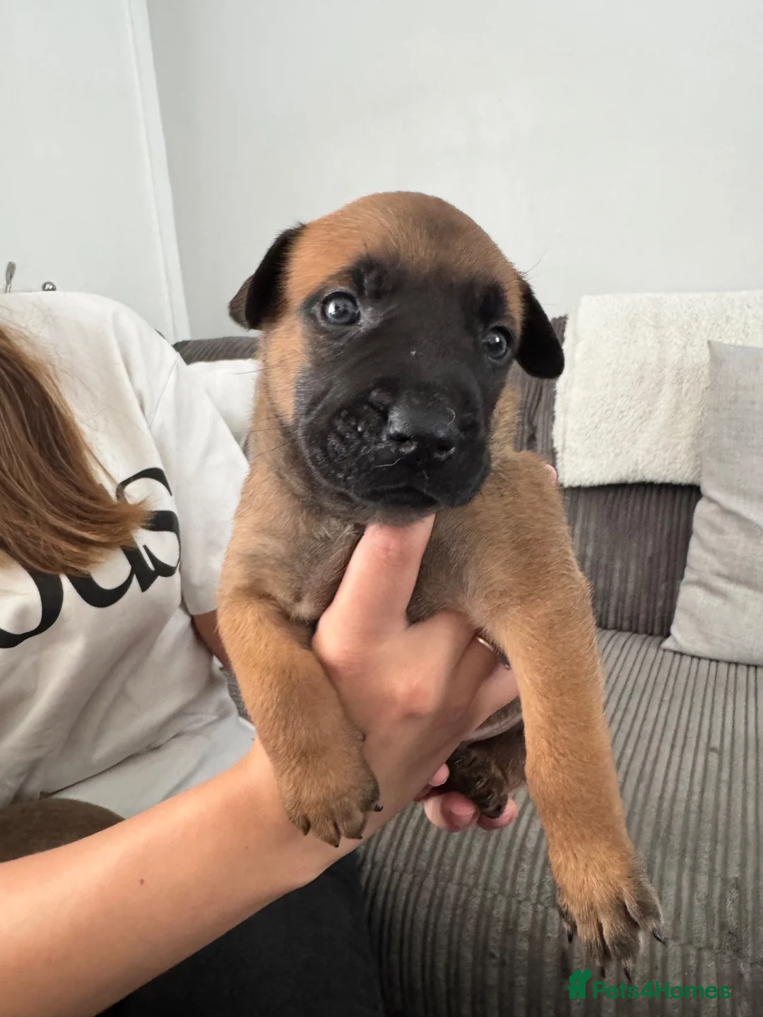 Mixed Breed dogs for sale: Dutch Herder X F1 Bull Herder puppies - Advert 8