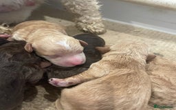 Cockapoo dogs for sale: Cockapoo genetic & health 5⭐️ Chocolate apricot - Image 10