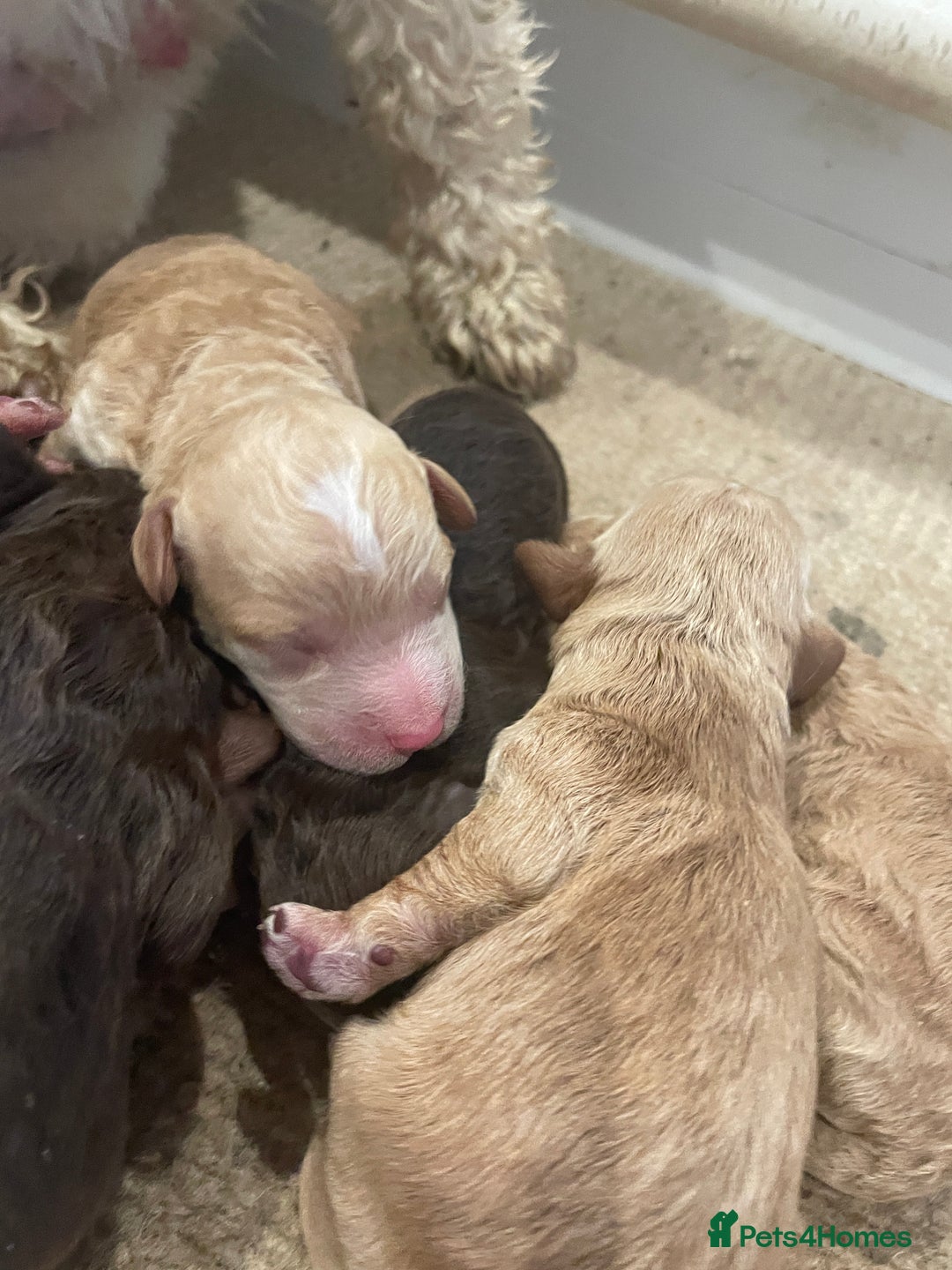 Cockapoo dogs for sale: Cockapoo genetic & health 5⭐️ Chocolate apricot - Image 10