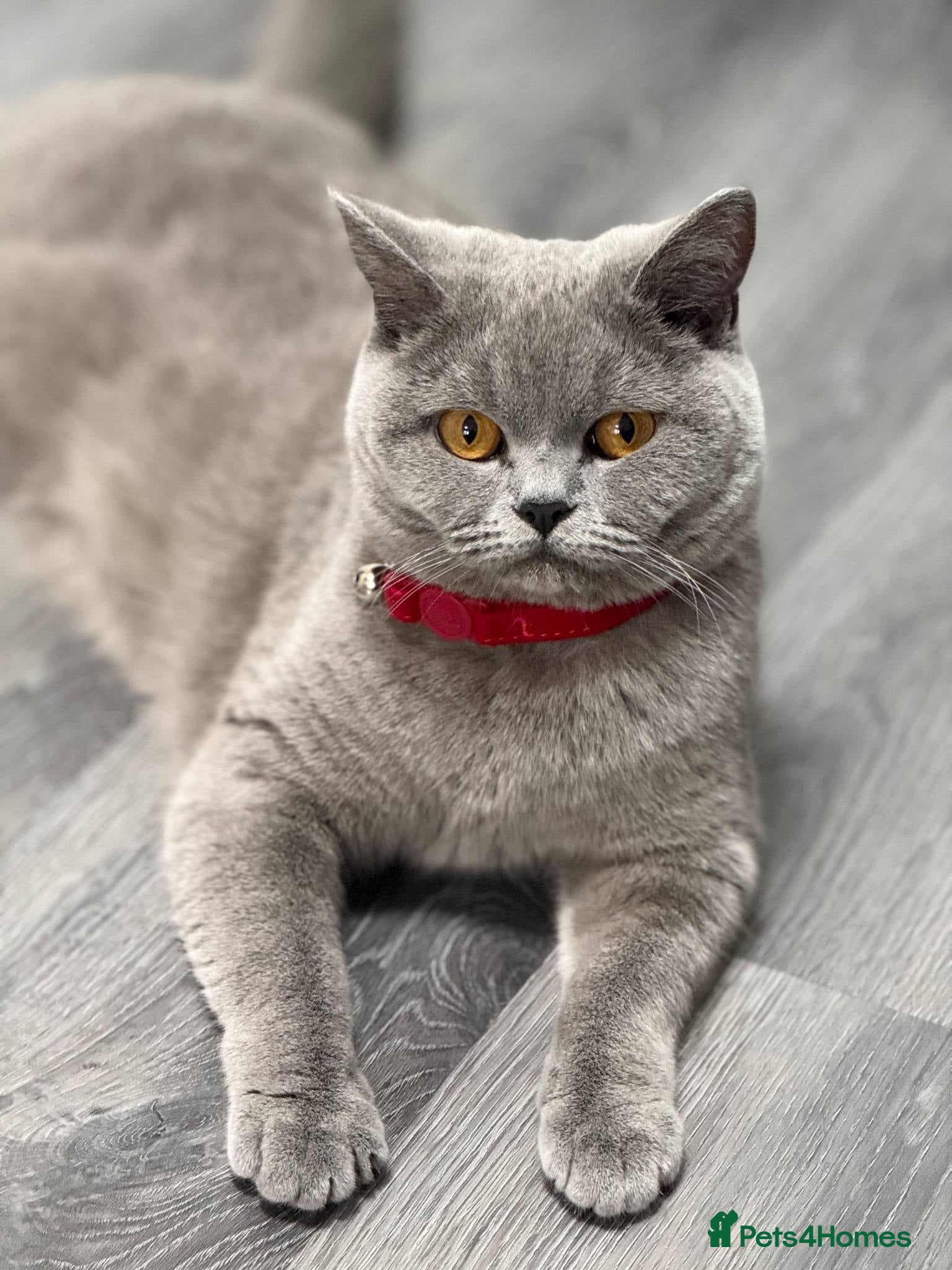 British Shorthair cats For sale British Shorthair  - Advert 12