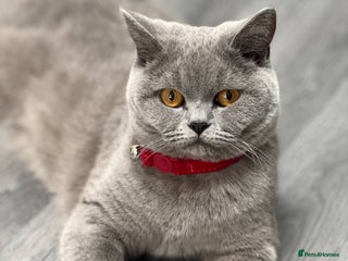 British Shorthair cats For sale British Shorthair - Advert 1