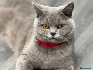 British Shorthair cats For sale British Shorthair - Advert 19