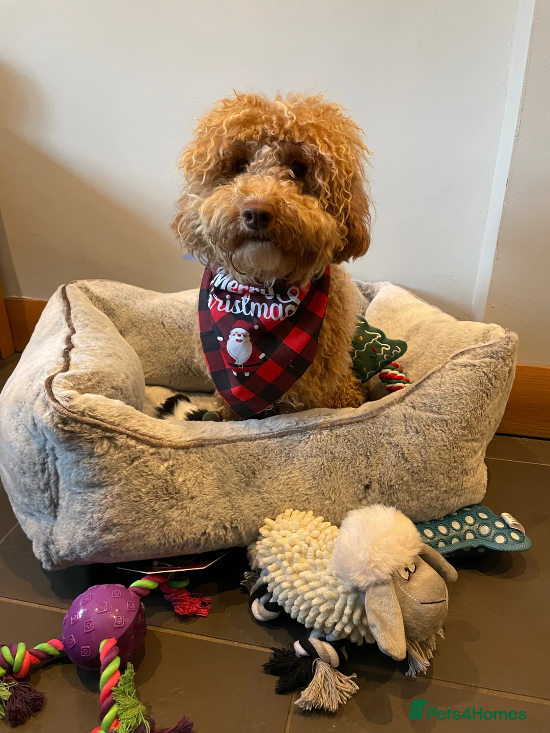 Yorkiepoo dogs for sale: Yorkipoos for sale in Doncaster - Advert 2