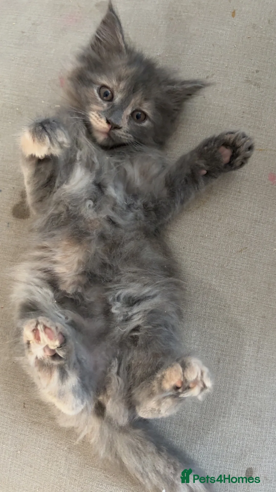 Maine Coon cats for sale: 3/4 Maine coon kittens  - Advert 2