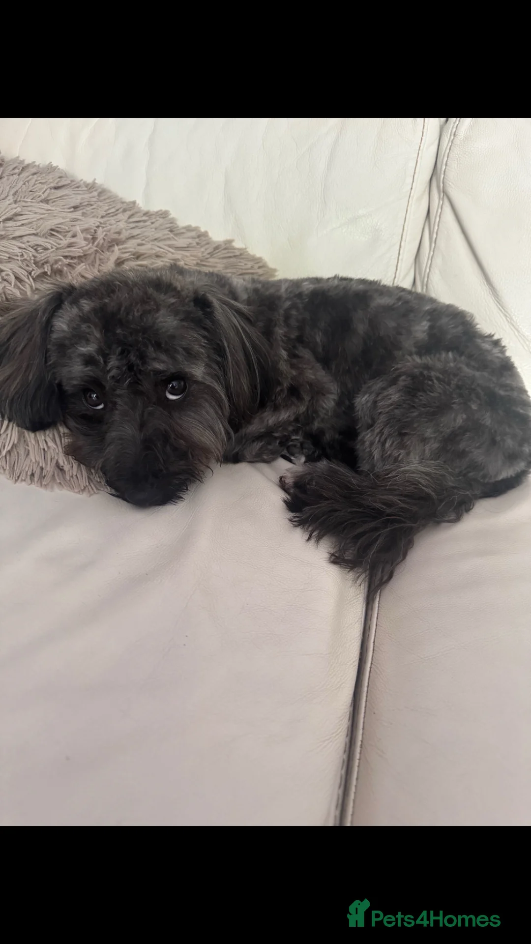 Yorkiepoo dogs for sale: Yorkiepoo  - Advert 2