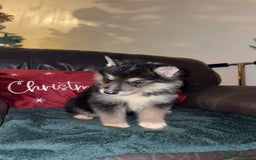 Shepsky dogs for sale: 8 week old male  - Advert 3