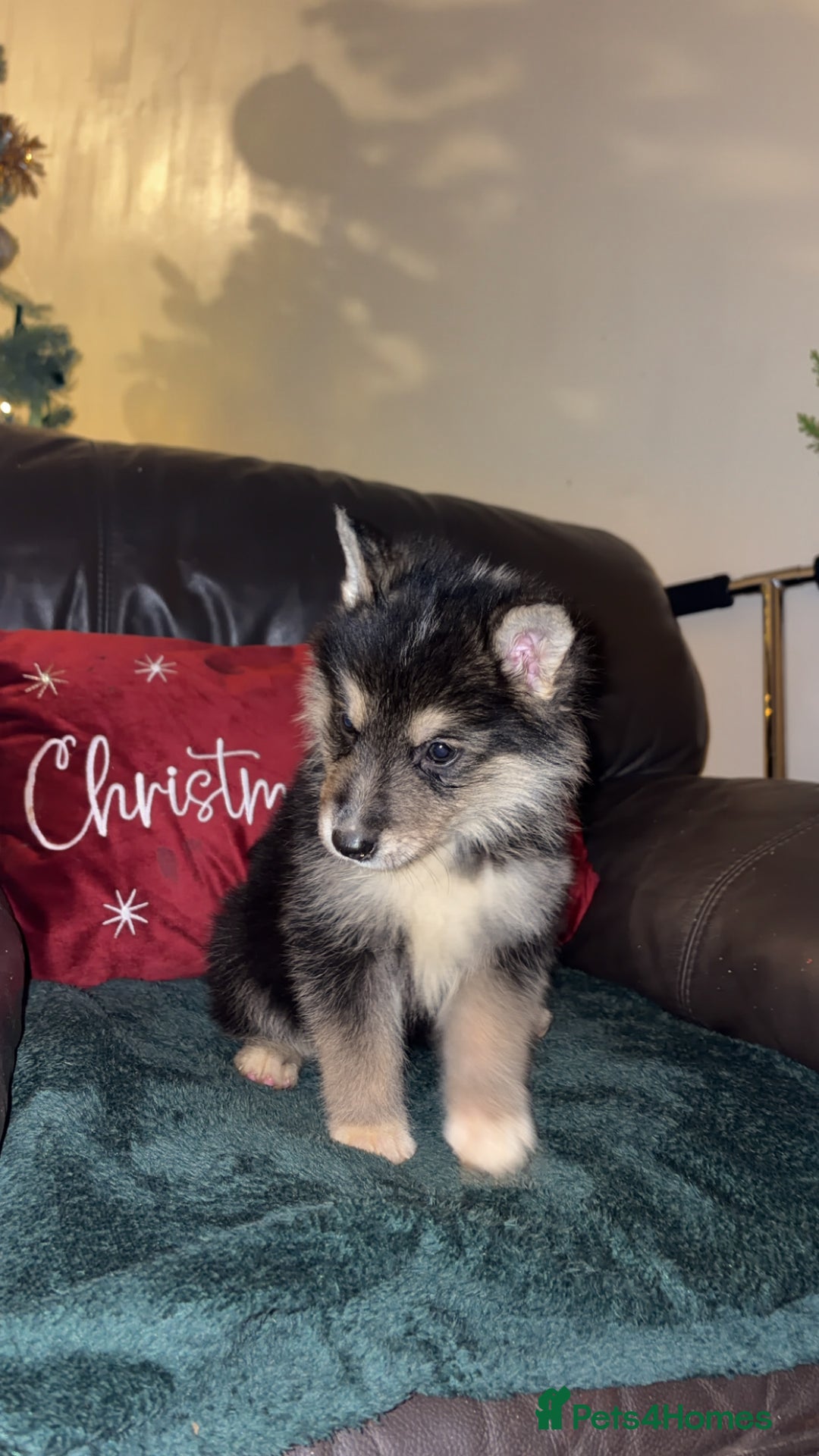 Shepsky dogs for sale: 8 week old male  - Advert 3