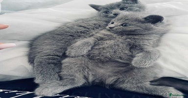 British Shorthair cats - Advert 1