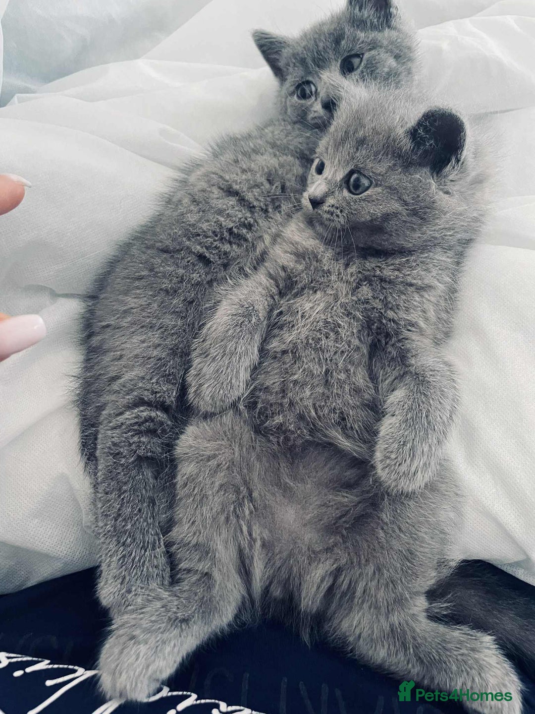 British Shorthair cats for sale: British shorthair kittens London - Image 3