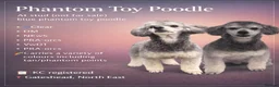 Toy Poodle dogs for stud: RUIN, blue phantom toy poodle  - Advert 1