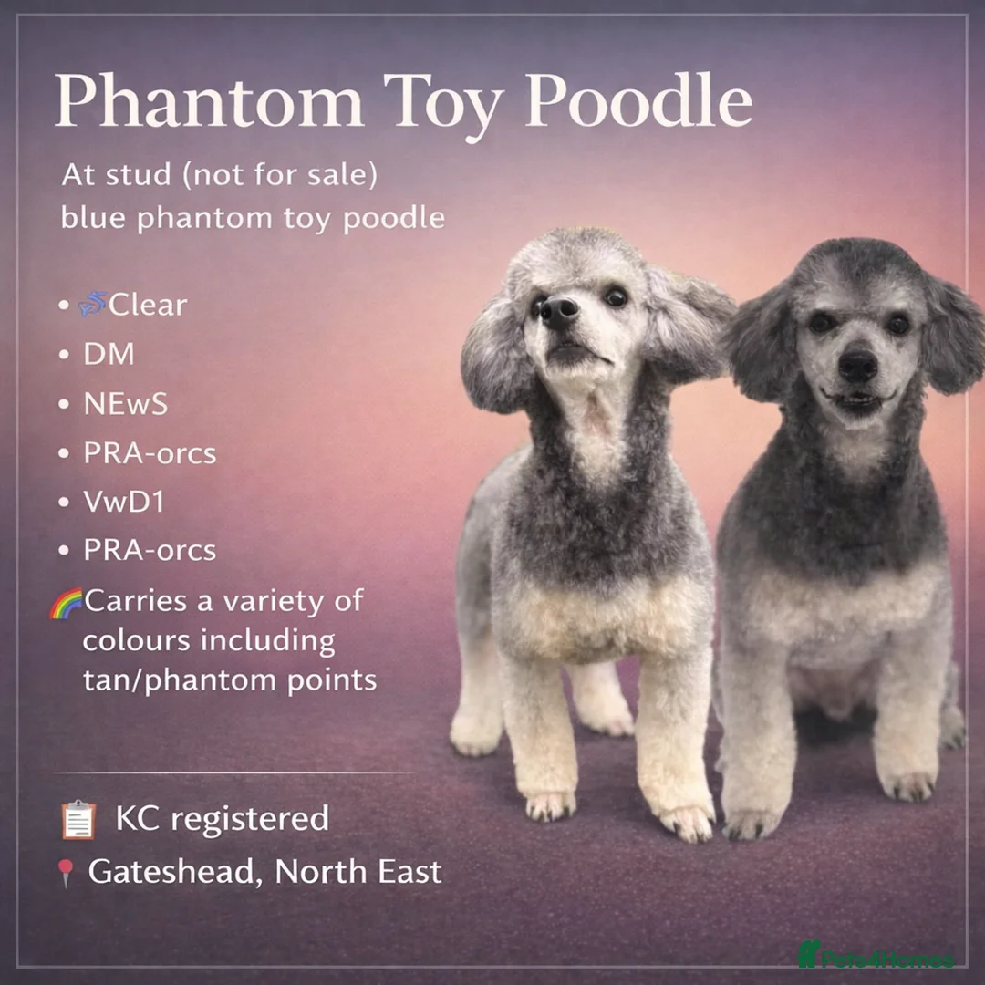 Toy Poodle dogs for stud: RUIN, blue phantom toy poodle  - Advert 1