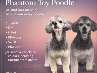 Toy Poodle dogs RUIN, blue phantom toy poodle - Advert 2