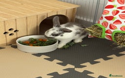English Spot rabbits for sale: 7 week English Spot / with Dutch in her aswell . - Image 2