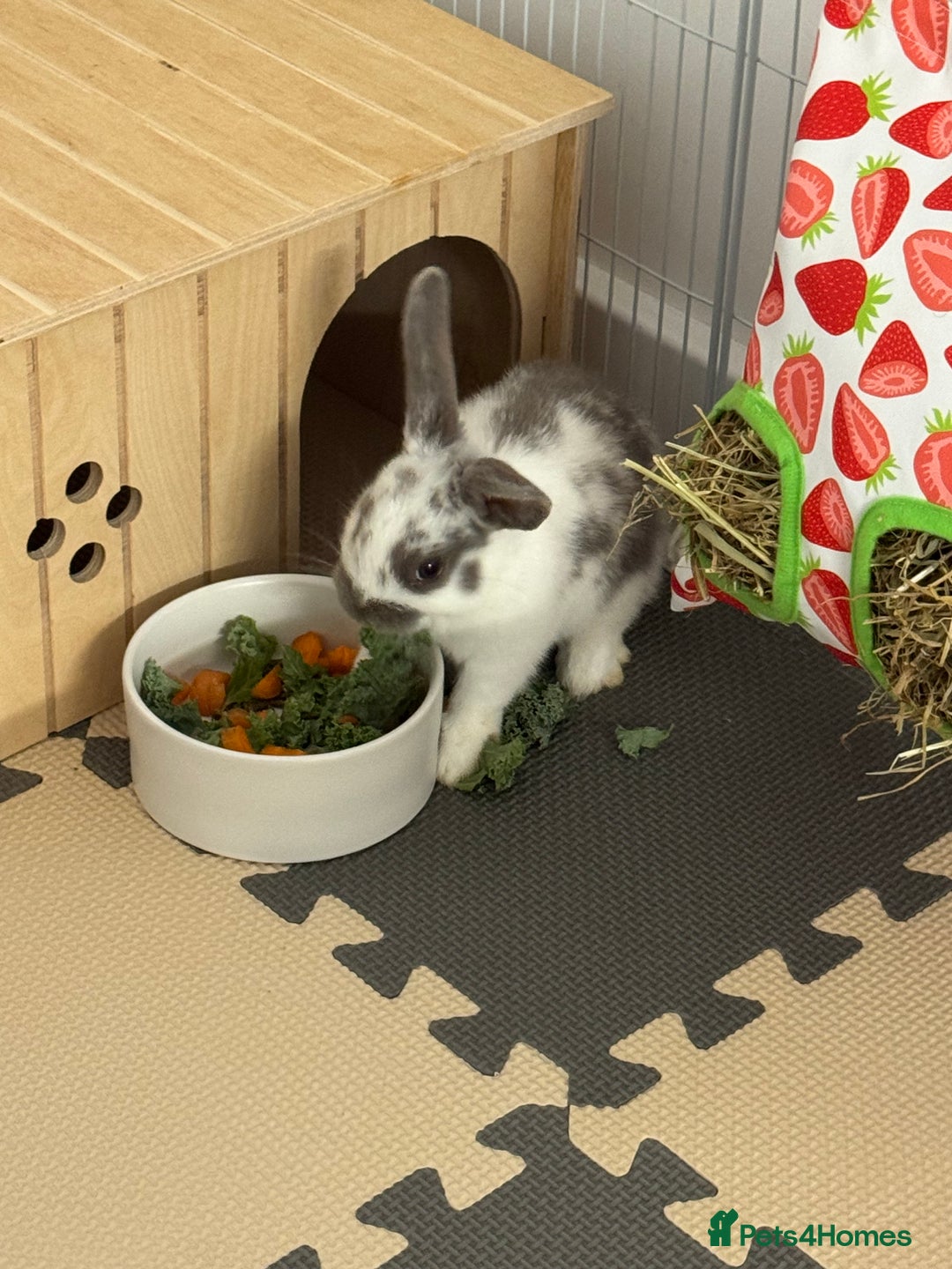 English Spot rabbits for sale: 7 week English Spot / with Dutch in her aswell . - Image 2