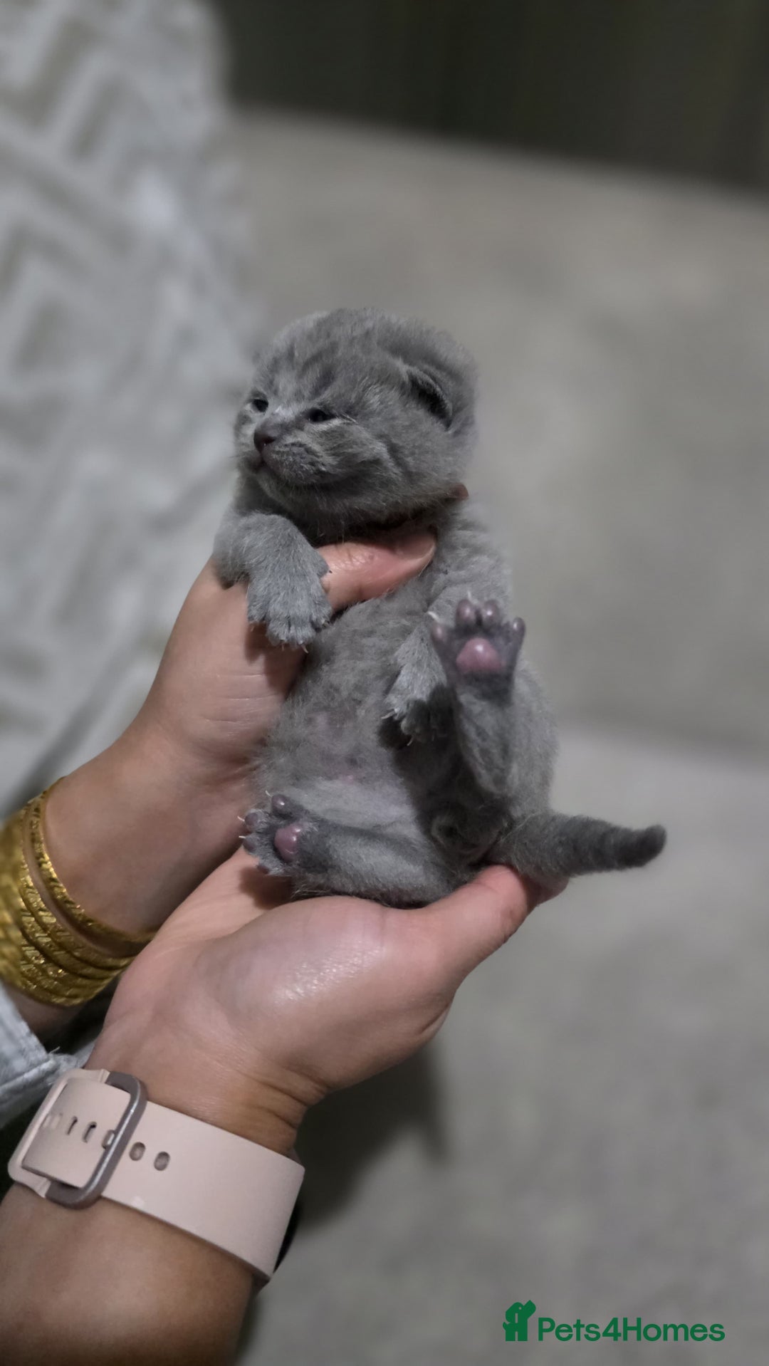 British Shorthair cats for sale: ** LAST ONE LEFT BLUE MALE British Shorthair ** - Advert 40