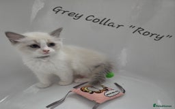 Ragdoll cats for sale: GCCF REGISTERED FULL PEDIGREE RAGDOLL KITTENS 😸  - Image 6