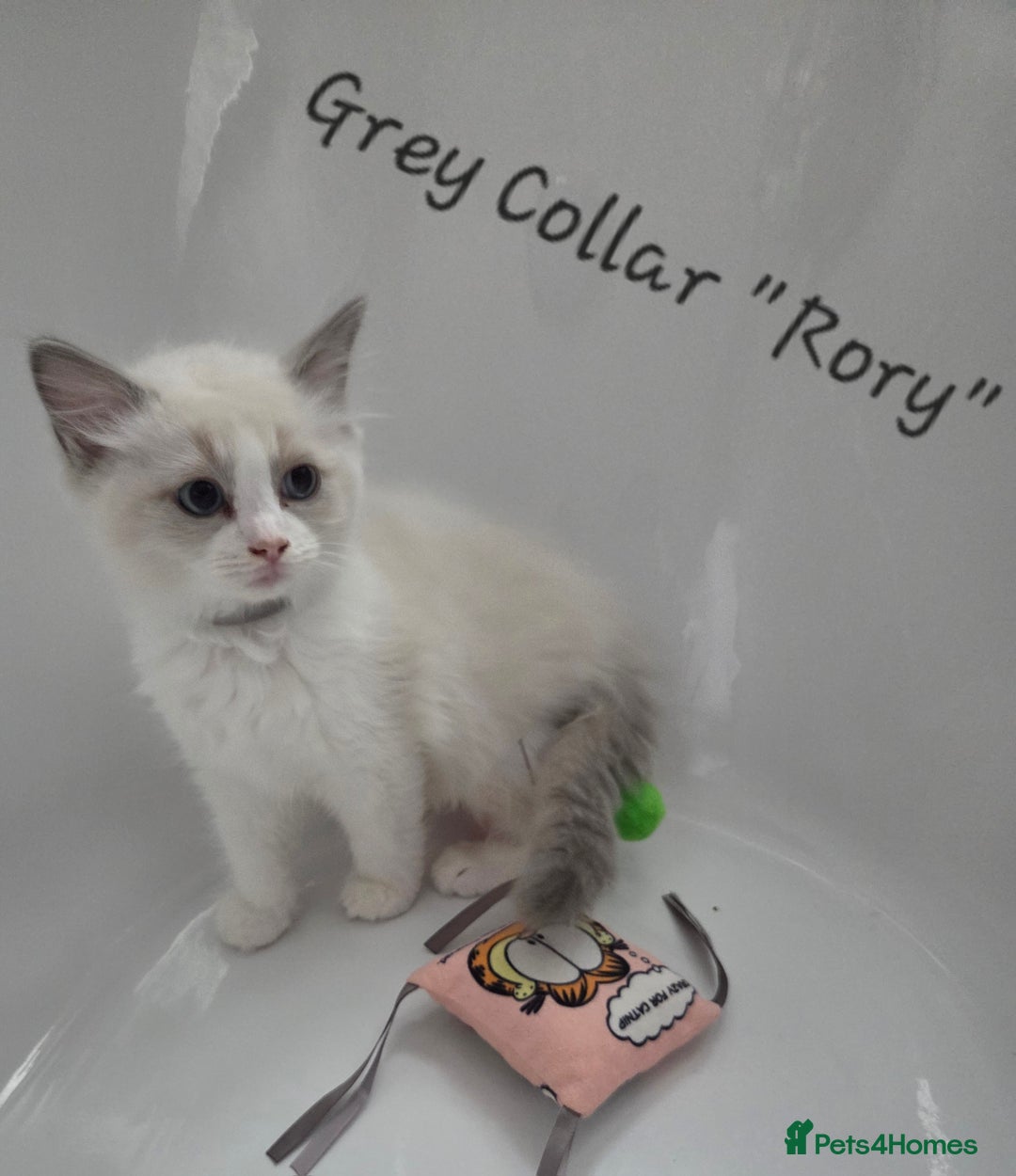 Ragdoll cats for sale: GCCF REGISTERED FULL PEDIGREE RAGDOLL KITTENS 😸  - Image 6