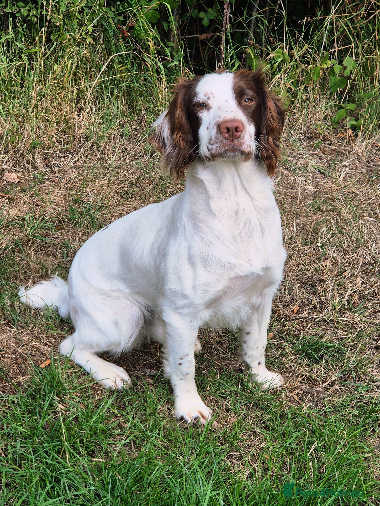 English Springer Spaniel dogs Proven Stud - Advert 1