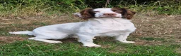 English Springer Spaniel dogs for stud: Proven Stud in Witney - Advert 1