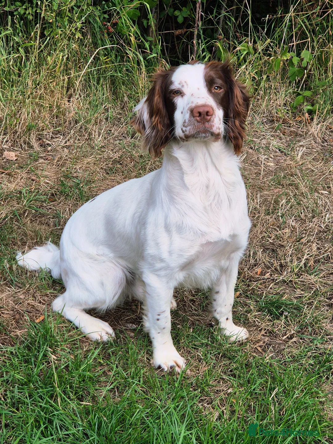 English Springer Spaniel dogs for stud: Proven Stud in Witney - Advert 1