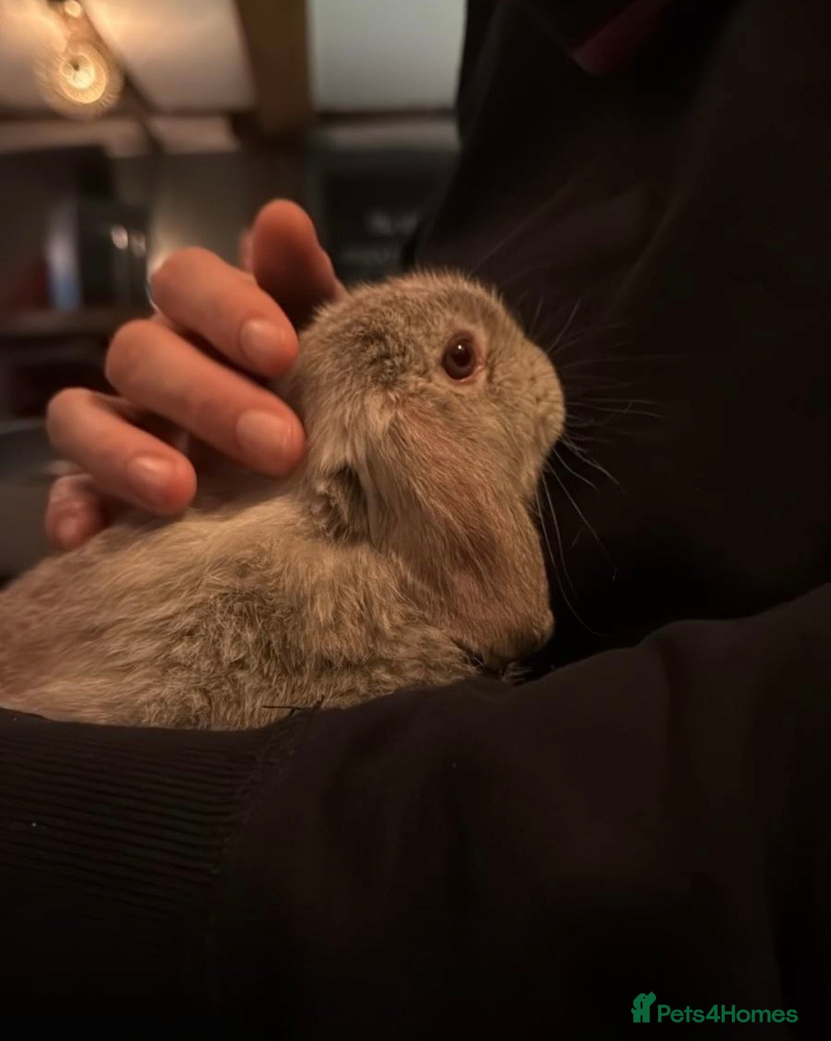 Mini Lop rabbits Friendly, house rabbit - Advert 2
