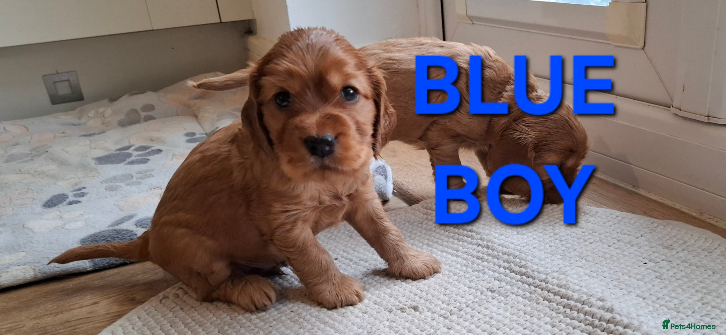 Cocker Spaniel dogs 🌟KC Registered Show-Type Cocker Spaniel Puppies🌟 - Advert 5