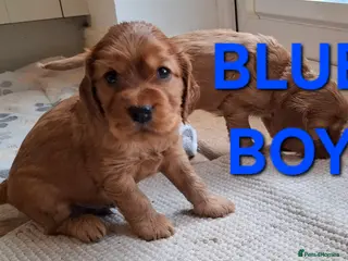 Cocker Spaniel dogs 🌟KC Registered Show-Type Cocker Spaniel Puppies🌟 - Advert 5