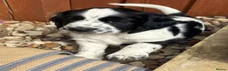 Cocker Spaniel dogs for sale: Working cocker spaniels - Advert 24