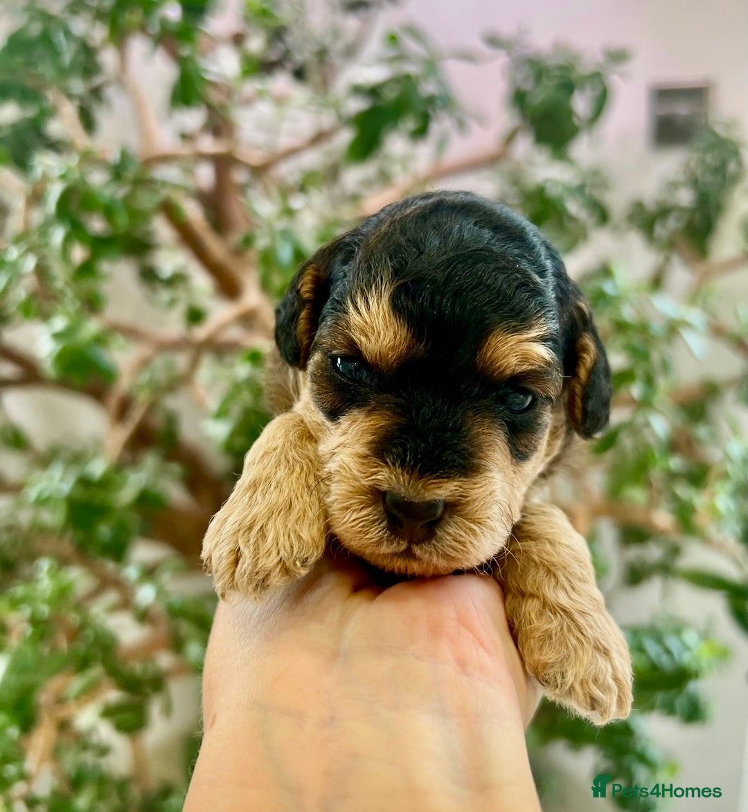 Cockapoo dogs for sale: 4⭐️Licensed Breeder Cockapoo Puppies - Image 39