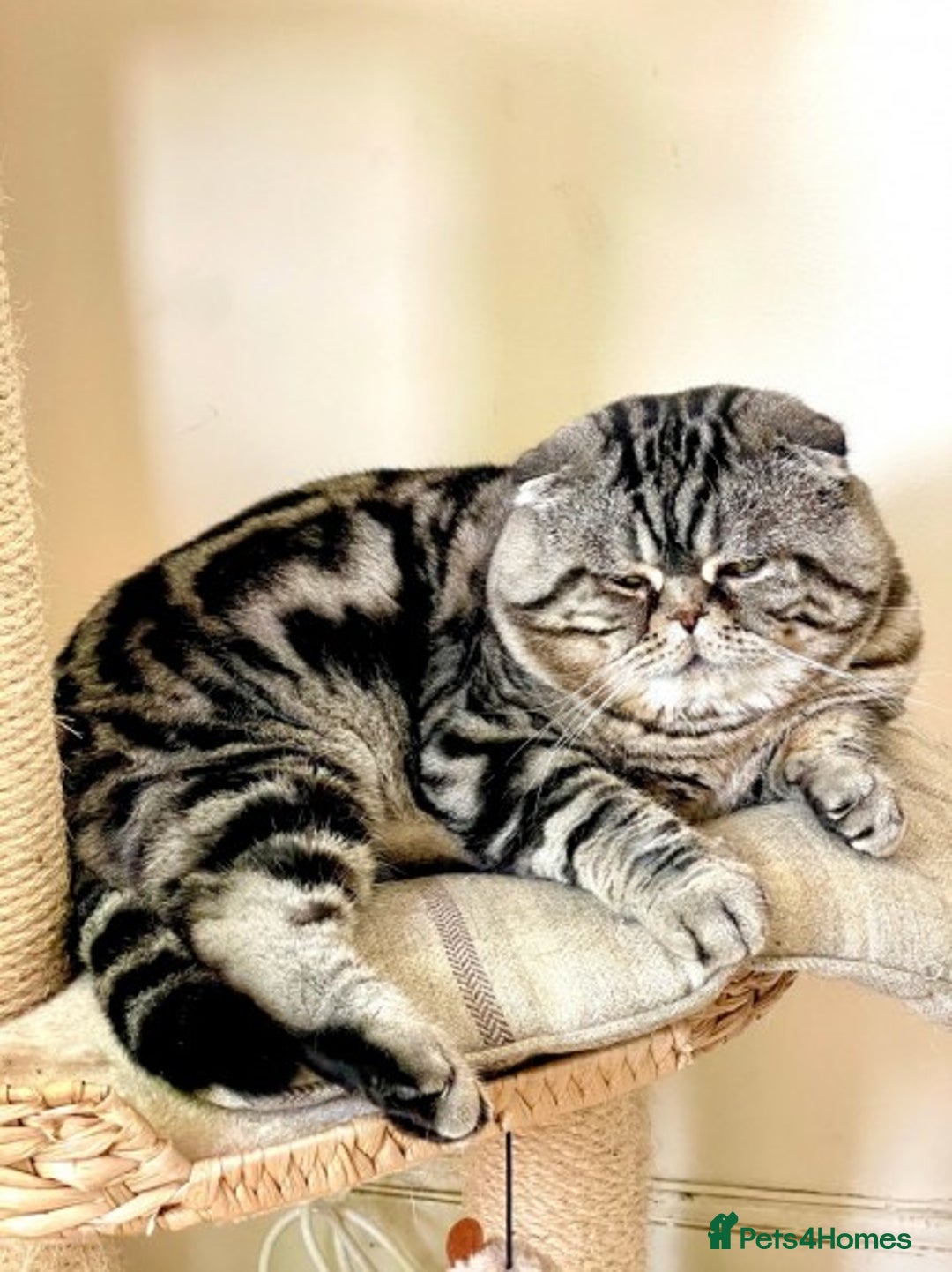 Scottish Fold cats for stud: Scottish Fold Male for Stud in Ilford - Advert 3