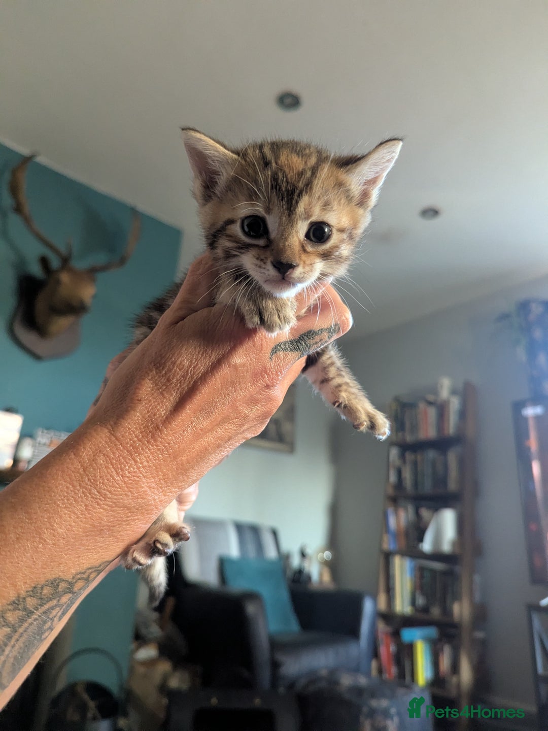 Mixed Breed cats for sale: Gingal kittens (Ginger x Bengal) last 1 available  - Image 13