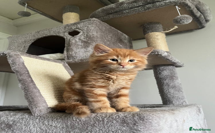 Mixed Breed cats - Advert 1