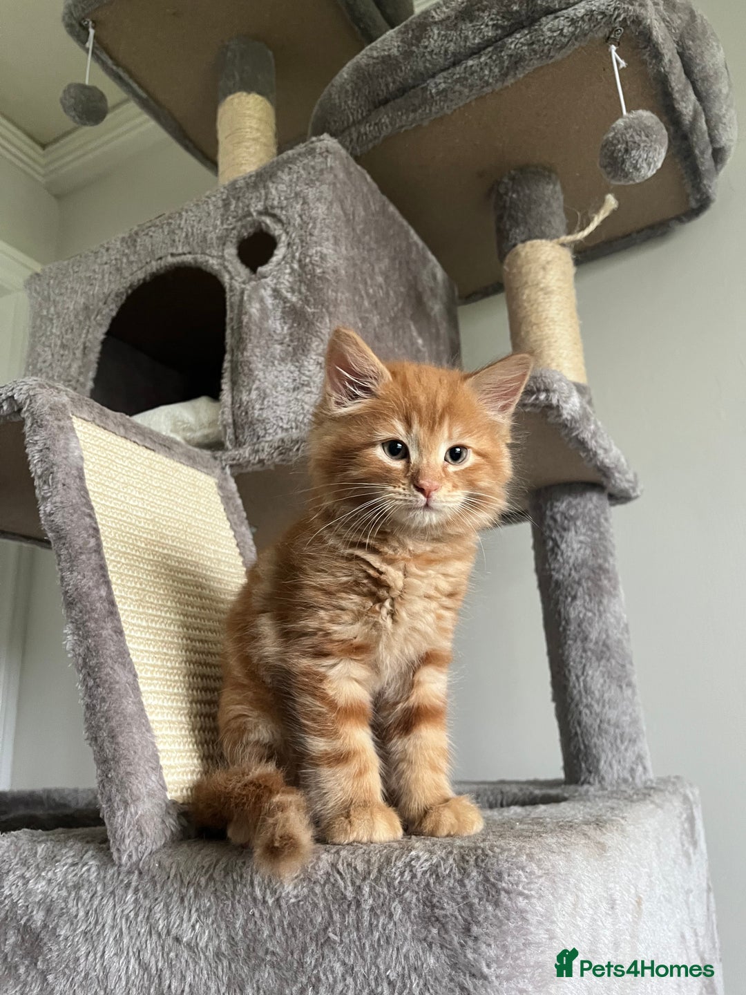 Mixed Breed cats for sale: Four beautiful playful kittens for sale  - Image 1