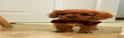 Cavalier King Charles Spaniel dogs for sale: Beautiful Cavalier King Charles babies ❤️ - Advert 10